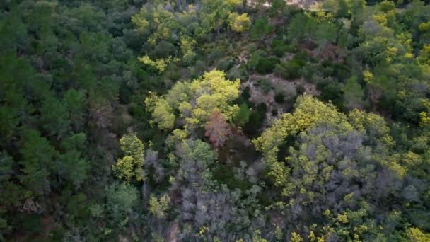 Forest Mimosa Trees French Alps Seen Drone — Vídeo de Stock