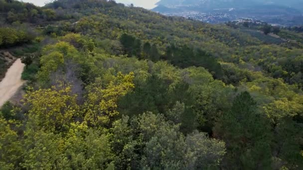 Skyview Ενός Δάσους Από Δέντρα Μιμόζα Στη Γαλλική Riviera — Αρχείο Βίντεο