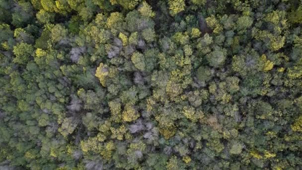 Top Drone View Forest Mimosa Trees French Riviera — Vídeo de Stock