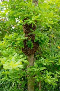 Bir ağaç gövdesini çevreleyen yabani arılar sürüsü