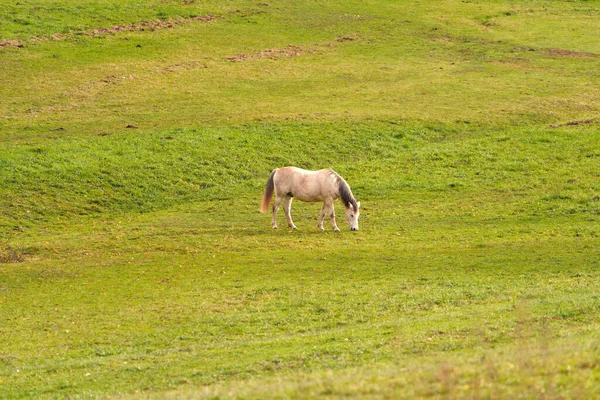 Одинокий Конь Ест Лугу — стоковое фото