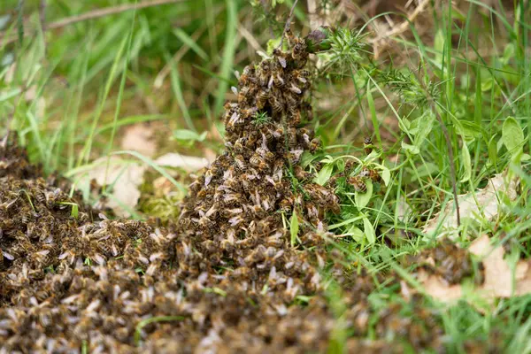 Rój Pszczół Poruszających Się Źdźbłach Trawy — Zdjęcie stockowe