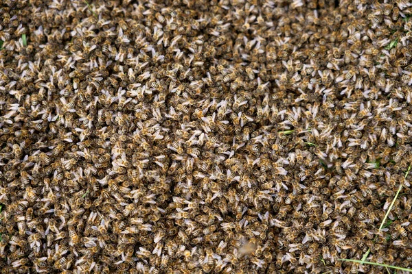 Swarm of bees on the ground