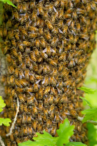 Een Zwerm Bijen Rond Een Boomstam — Stockfoto