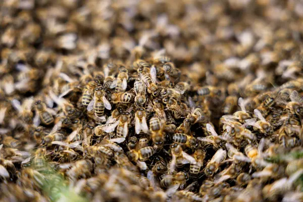 Macro photo of a swarm of bees on the ground