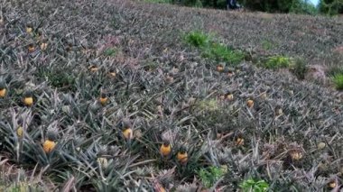 Reunion Adası gökyüzü manzaralı Le Tampon 'daki Victoria ananas tarlası