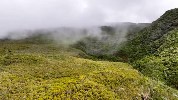 Dense Forest Plaine Des Cafres Reunion Island Sky View — Stock Video