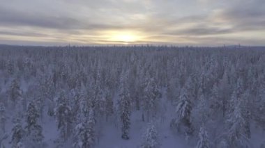 Finlandiya 'daki Urho Kekkonen Parkı' ndaki Toundra 'nın insansız hava aracı görüntüsü