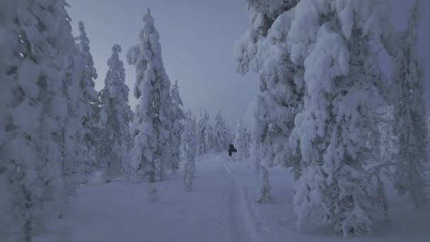 Drönare Efter Vandrare Promenader Lappland Tundra — Stockvideo