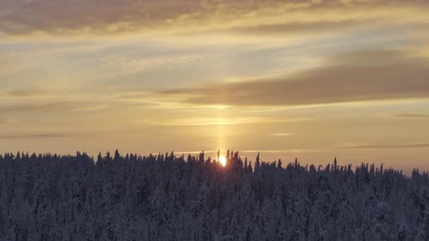 Laponya Daki Karla Kaplı Köknar Ağaçlarının Insansız Hava Aracı Görüntüsü — Stok video