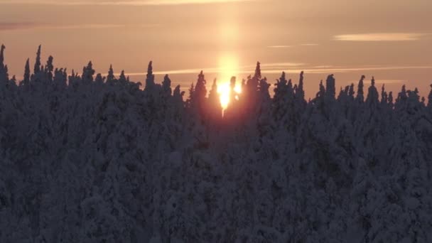 Tops Dos Abetos Cobertos Neve Tundra Lapônia — Vídeo de Stock