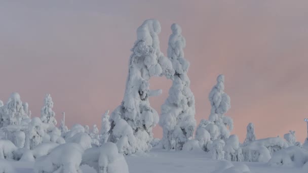 Drönarvy Över Snötäckta Granar Saariselka Lappland — Stockvideo