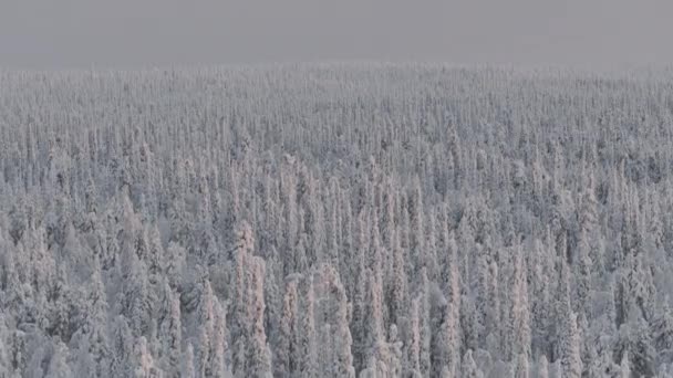 Vista Panorámica Bosque Abetos Cubierto Nieve Tundra Lapona — Vídeos de Stock