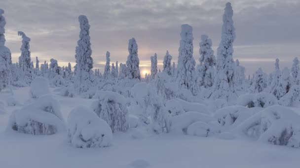Die Verschneite Tundra Urho Kekkonen Park — Stockvideo