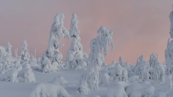 Dompelend Drone Zicht Besneeuwde Dennenbomen Lapland — Stockvideo