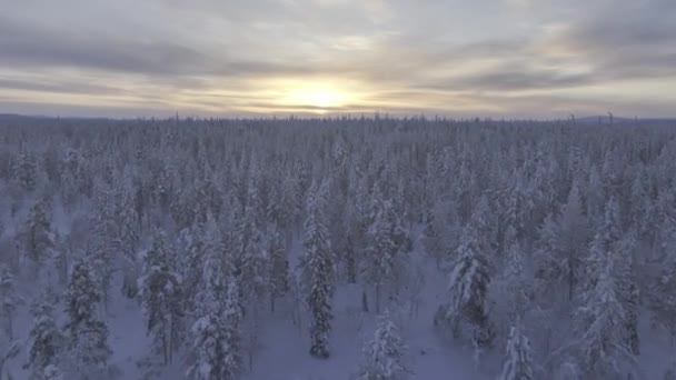 Drone Vista Toundra Parque Urho Kekkonen Finlandia — Vídeo de stock
