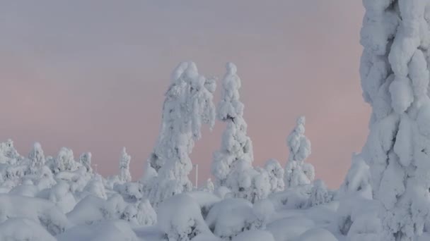 Immersive Drohnen Ansicht Schneebedeckter Tannen Der Finnischen Tundra — Stockvideo