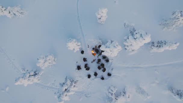 Vista Del Dron Grupo Excursionistas Alrededor Una Fogata Laponia Finlandesa — Vídeos de Stock