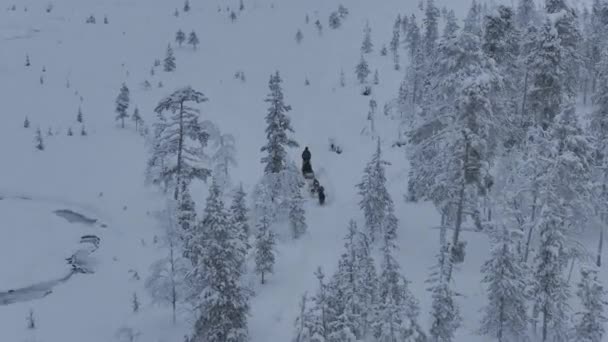 Caminante Trineo Nieve Tirado Por Perros Drone Followed Vista Tundra — Vídeos de Stock