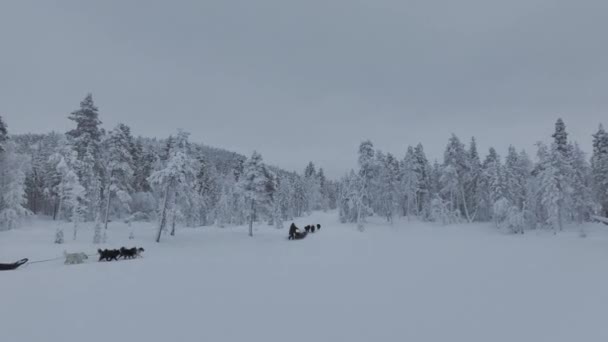Sněhové Sáně Turisty Tažené Psy Drone Sledované Pohled Finské Tundře — Stock video