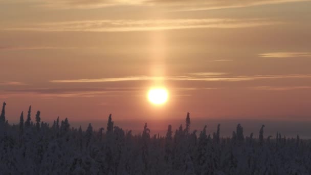Drón Kilátás Napra Egy Fenyőerdőn Keresztül Finn Tundrán — Stock videók