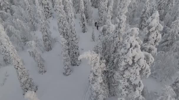 Vista Aérea Caminhantes Esqui Cross Country Lapônia Finlandesa — Vídeo de Stock