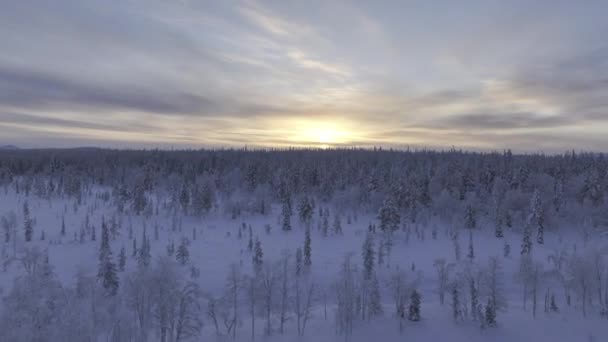 Toundra Finlandés Parque Urho Kekkonen Vista Aérea Panorámica — Vídeos de Stock
