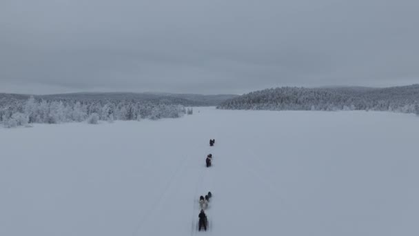 Snow Sled Turisté Toundra Finském Laponsku Následuje Dron — Stock video