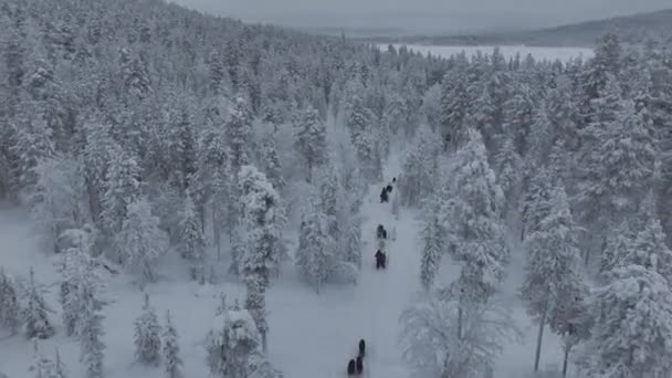 白雪雪橇徒步旅行者在美丽的拉普兰的土拨鼠中从天空中看到 — 图库视频影像