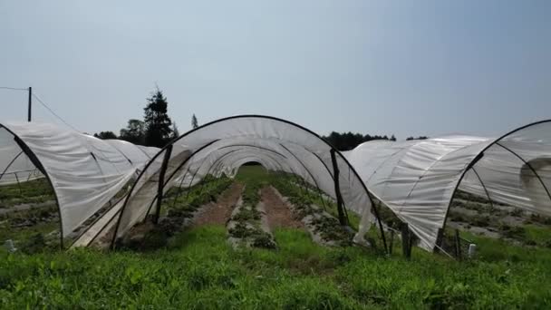 ドルドーニュの野菜栽培トンネルを横断したドローンビュー — ストック動画