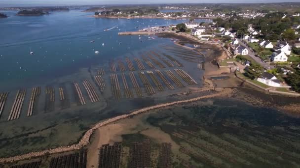 Αγροκτήματα Στρειδιών Στο Νησί Berder Στο Morbihan Που Φαίνονται Από — Αρχείο Βίντεο