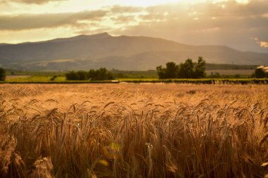 Yaz aylarında arpa tarlası hasat edilmeden önce Makedonya 'nın Tikves bölgesinde dağ manzarası vardı