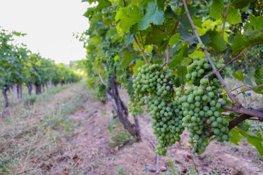 Makedonya 'nın kuzeyindeki Tikves bölgesindeki üzüm bağları, yakınlarındaki yerel şaraphanelere sahip