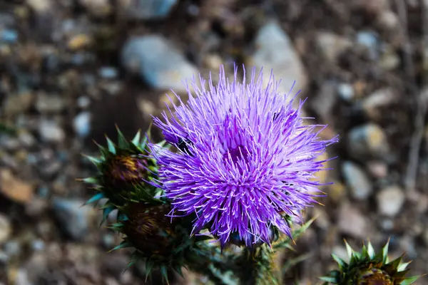 Musk Thistle Full Bloom Summertime Beautiful Sunny Day Tikves Wine — Stock Photo, Image