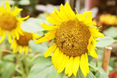 Canlı Yaz Parkı Manzarasında Parlak Ayçiçekleri