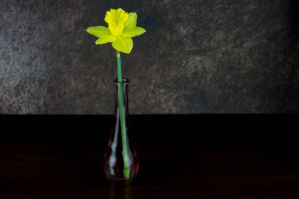 stock image Single daffodil bloom in a clear glass single flower vase on a varnished wooden shelf