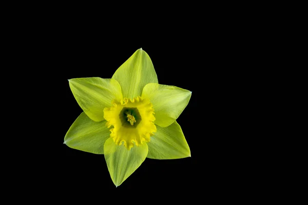 Jednoduchá Narcisovaná Květinová Hlava Izolovaná Černém Pozadí — Stock fotografie