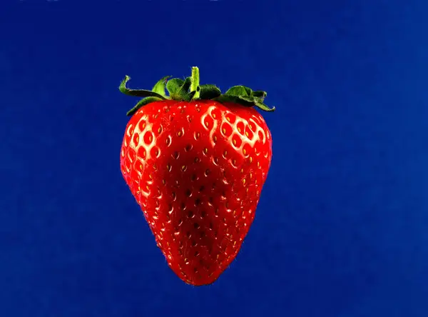 Einzelne Erdbeerfrüchte Isoliert Vor Blauem Hintergrund — Stockfoto