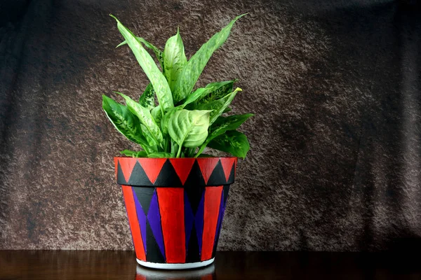 Brightly Painted Plant Pot Houseplant Varnished Wooden Surface — Stock Photo, Image