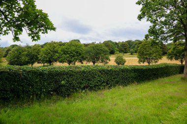 Halk parkı manzaralı çit ağaçları ve çimenlerle