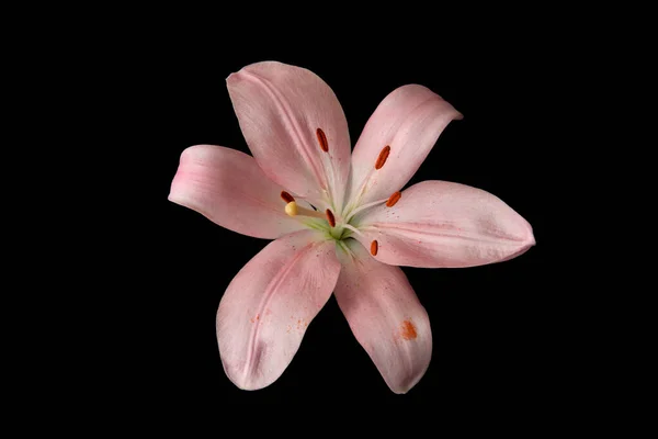 黒い背景に対して孤立したリリーの花の頭 — ストック写真