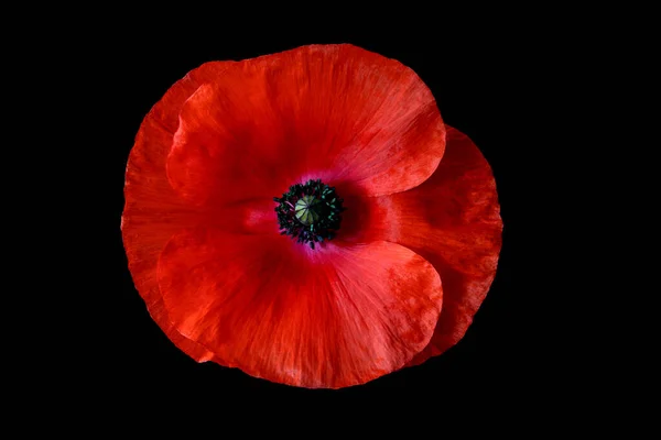 Red poppy flower head isolated against a black background