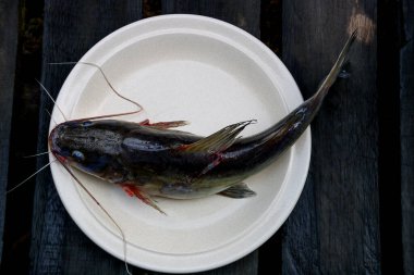 Freshly caught catfish on a crockery plate and timber slatted boardwalk in a jungle village location in Sarawak Malaysia clipart