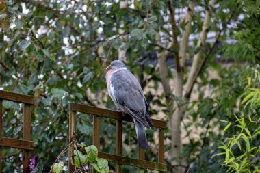 Yağmur altında bir bahçe sarmaşığına tünemiş ahşap güvercin