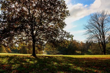 Güneşli bir park ve göl manzarası bir sonbahar sabahında