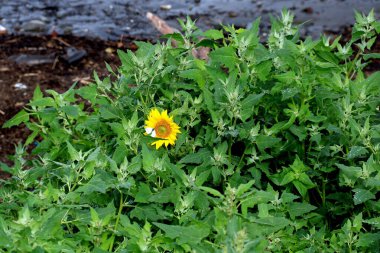 Tek ortak ayçiçeği ve küçük beyaz kelebek kıyı bölgesindeki çeşitli yabani bitkiler arasında izole edilmiş.