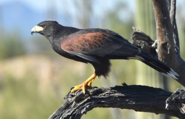 Arizona, Tucson 'da bir ağaç dalında duran Harris Hawk (Parabuteo unicinctus).