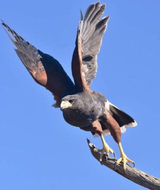 Arizona, Tucson 'da bir ağaç dalında duran Harris Hawk (Parabuteo unicinctus).