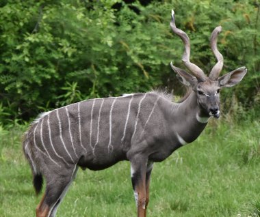 Küçük Kudu (Tragelaphus imberbis), boynuzları Doğu Afrika 'da bulunan bir antiloptur..