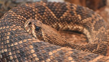 Sarmalanmış Doğu Elmaslı Çıngıraklı Yılan (Crotalus atrox)